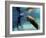 Florida Manatee, Crystal River, Florida, Usa-Rebecca Jackrel-Framed Photographic Print