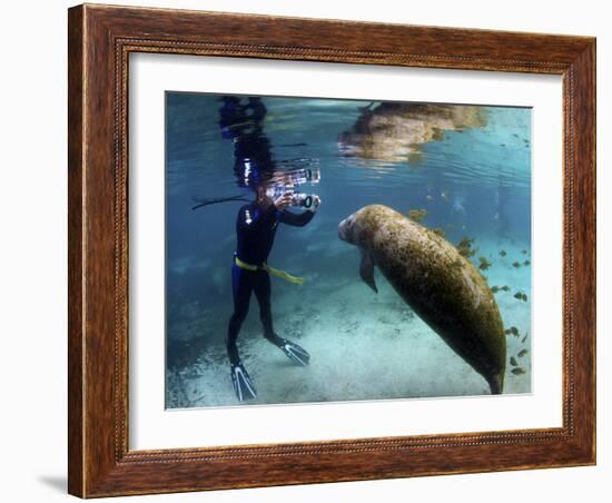 Florida Manatee, Crystal River, Florida, Usa-Rebecca Jackrel-Framed Photographic Print