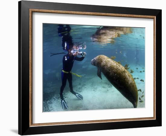 Florida Manatee, Crystal River, Florida, Usa-Rebecca Jackrel-Framed Photographic Print