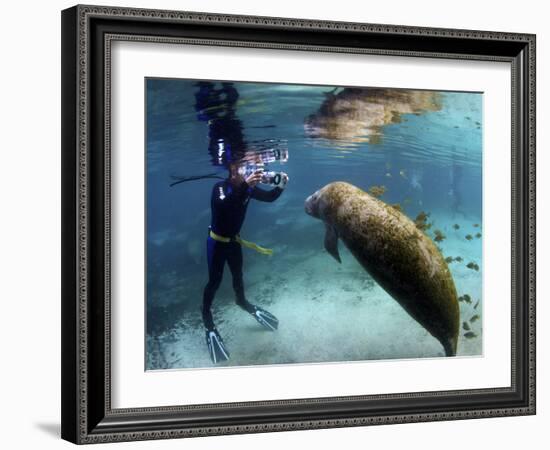 Florida Manatee, Crystal River, Florida, Usa-Rebecca Jackrel-Framed Photographic Print