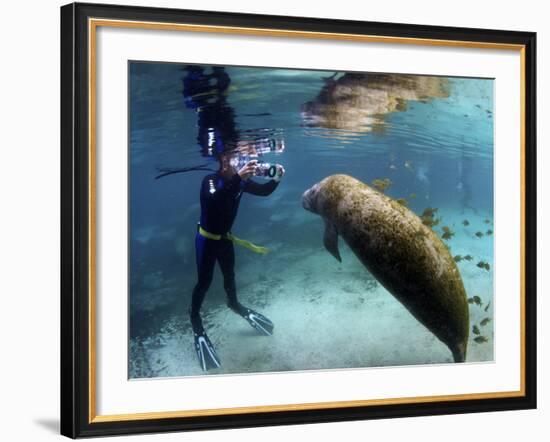 Florida Manatee, Crystal River, Florida, Usa-Rebecca Jackrel-Framed Photographic Print