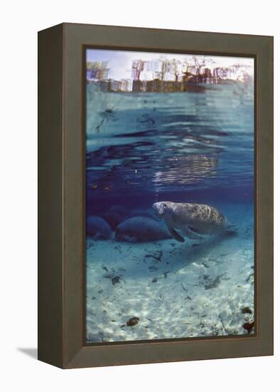 Florida Manatee (Trichechus Manatus Latirostris), Everglades, Florida, USA-Reinhard Dirscherl-Framed Premier Image Canvas