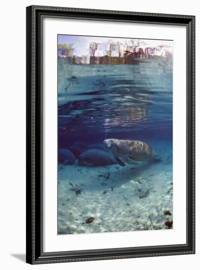 Florida Manatee (Trichechus Manatus Latirostris), Everglades, Florida, USA-Reinhard Dirscherl-Framed Photographic Print