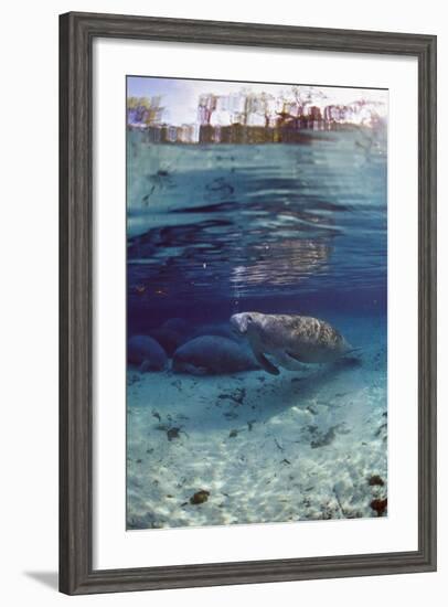 Florida Manatee (Trichechus Manatus Latirostris), Everglades, Florida, USA-Reinhard Dirscherl-Framed Photographic Print