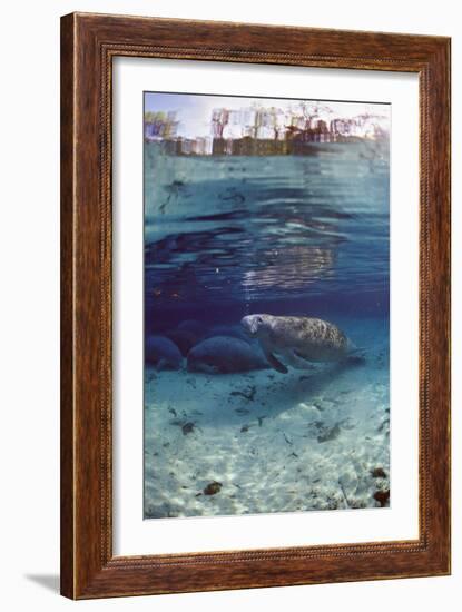 Florida Manatee (Trichechus Manatus Latirostris), Everglades, Florida, USA-Reinhard Dirscherl-Framed Photographic Print