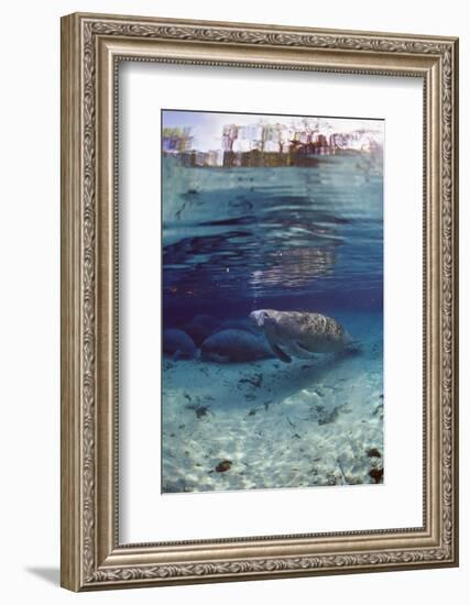 Florida Manatee (Trichechus Manatus Latirostris), Everglades, Florida, USA-Reinhard Dirscherl-Framed Photographic Print