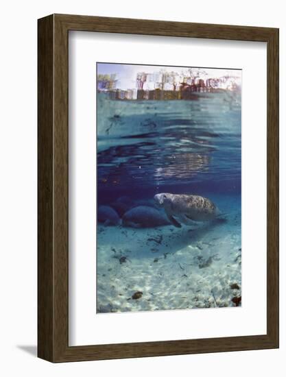 Florida Manatee (Trichechus Manatus Latirostris), Everglades, Florida, USA-Reinhard Dirscherl-Framed Photographic Print