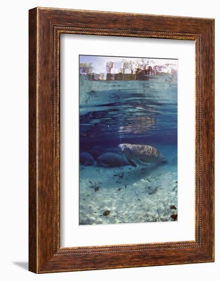 Florida Manatee (Trichechus Manatus Latirostris), Everglades, Florida, USA-Reinhard Dirscherl-Framed Photographic Print