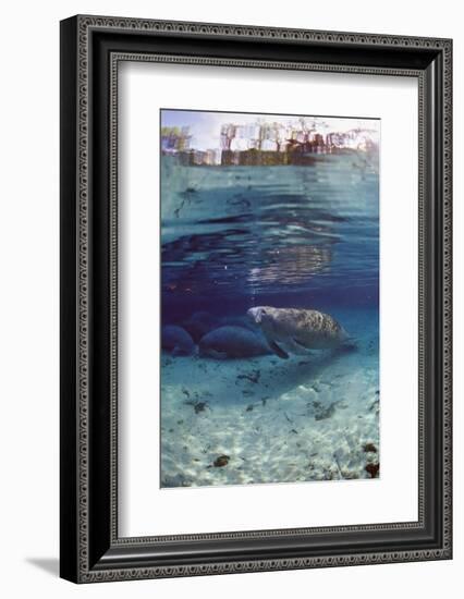 Florida Manatee (Trichechus Manatus Latirostris), Everglades, Florida, USA-Reinhard Dirscherl-Framed Photographic Print