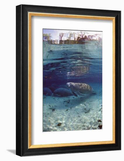 Florida Manatee (Trichechus Manatus Latirostris), Everglades, Florida, USA-Reinhard Dirscherl-Framed Photographic Print