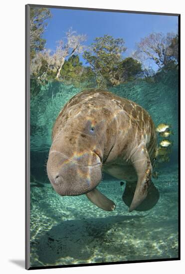 Florida Manatee (Trichechus Manatus Latirostrus) Cleaned By Blue Gill Sunfish (Lepomis Macrochirus)-Alex Mustard-Mounted Photographic Print