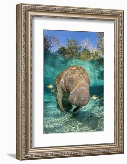 Florida manatee with Blue gill sunfish cleaning it, in a freshwater spring. Crystal River, Florida-Alex Mustard-Framed Photographic Print