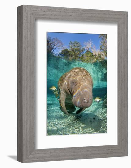 Florida manatee with Blue gill sunfish cleaning it, in a freshwater spring. Crystal River, Florida-Alex Mustard-Framed Photographic Print