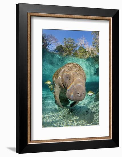 Florida manatee with Blue gill sunfish cleaning it, in a freshwater spring. Crystal River, Florida-Alex Mustard-Framed Photographic Print