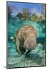Florida manatee with Blue gill sunfish cleaning it, in a freshwater spring. Crystal River, Florida-Alex Mustard-Mounted Photographic Print