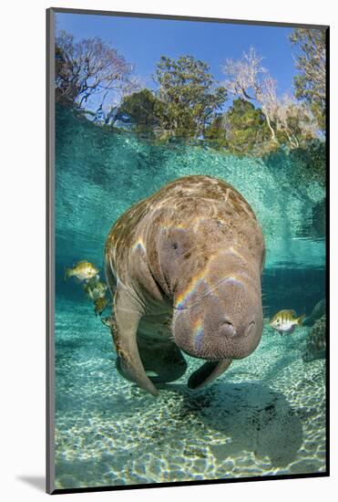 Florida manatee with Blue gill sunfish cleaning it, in a freshwater spring. Crystal River, Florida-Alex Mustard-Mounted Photographic Print