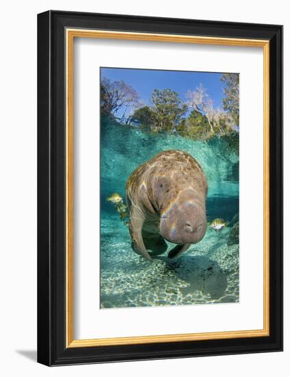 Florida manatee with Blue gill sunfish cleaning it, in a freshwater spring. Crystal River, Florida-Alex Mustard-Framed Photographic Print