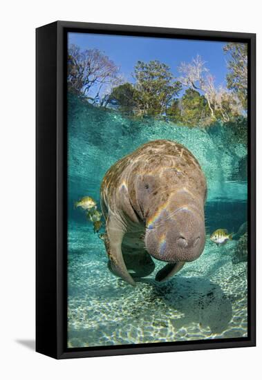 Florida manatee with Blue gill sunfish cleaning it, in a freshwater spring. Crystal River, Florida-Alex Mustard-Framed Premier Image Canvas