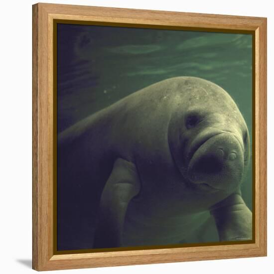 Florida Manatee-Nina Leen-Framed Premier Image Canvas