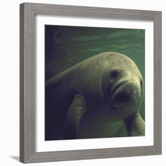 Florida Manatee-Nina Leen-Framed Photographic Print