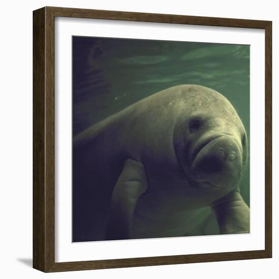 Florida Manatee-Nina Leen-Framed Photographic Print