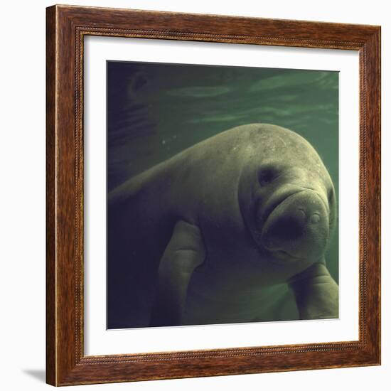 Florida Manatee-Nina Leen-Framed Photographic Print