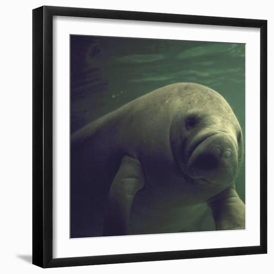 Florida Manatee-Nina Leen-Framed Photographic Print