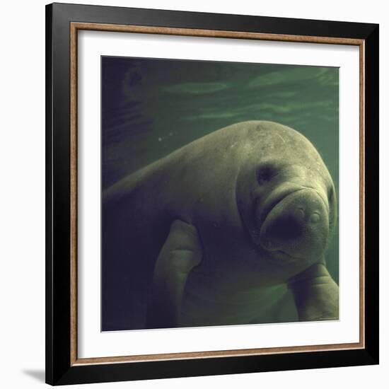 Florida Manatee-Nina Leen-Framed Photographic Print