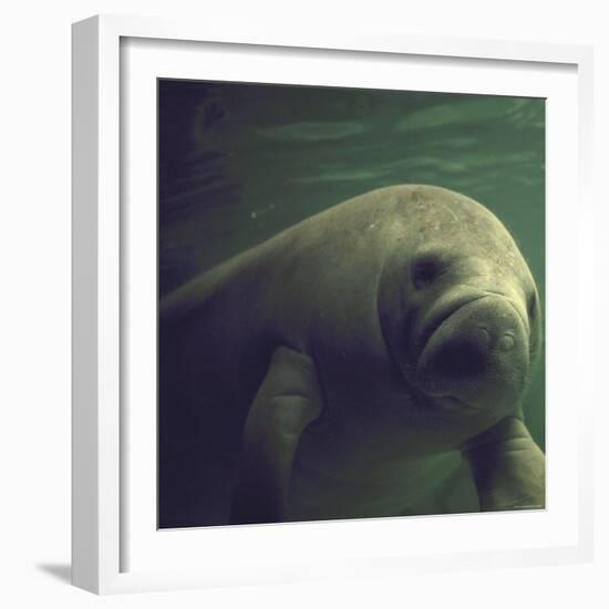 Florida Manatee-Nina Leen-Framed Photographic Print