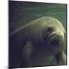 Florida Manatee-Nina Leen-Mounted Photographic Print