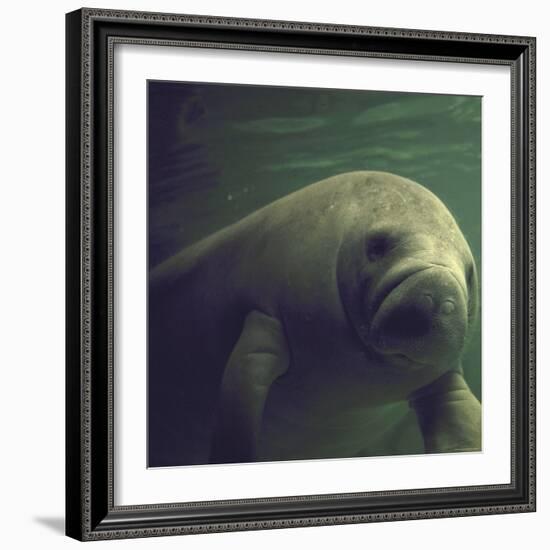 Florida Manatee-Nina Leen-Framed Photographic Print