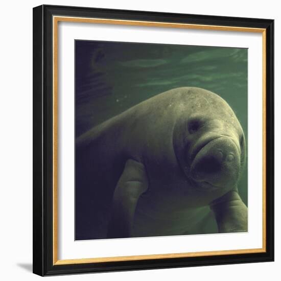 Florida Manatee-Nina Leen-Framed Photographic Print