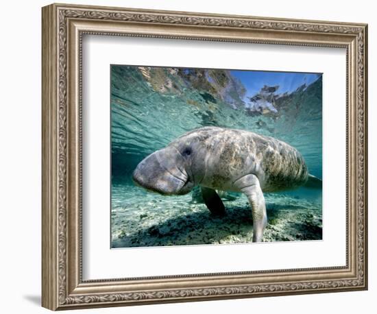 Florida Manatee-Stephen Frink-Framed Photographic Print