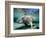 Florida Manatee-Stephen Frink-Framed Photographic Print