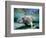 Florida Manatee-Stephen Frink-Framed Photographic Print