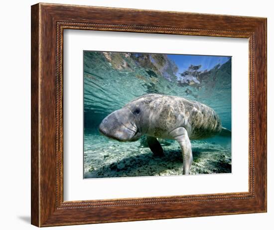 Florida Manatee-Stephen Frink-Framed Photographic Print