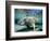 Florida Manatee-Stephen Frink-Framed Photographic Print