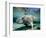 Florida Manatee-Stephen Frink-Framed Photographic Print