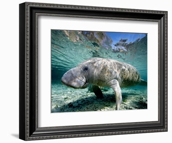 Florida Manatee-Stephen Frink-Framed Photographic Print