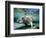 Florida Manatee-Stephen Frink-Framed Photographic Print