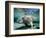 Florida Manatee-Stephen Frink-Framed Photographic Print