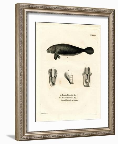 Florida Manatee-null-Framed Giclee Print