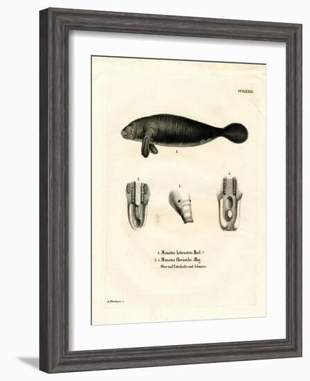 Florida Manatee-null-Framed Giclee Print