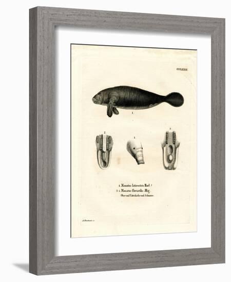 Florida Manatee-null-Framed Giclee Print