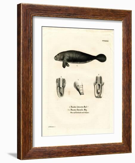 Florida Manatee-null-Framed Giclee Print