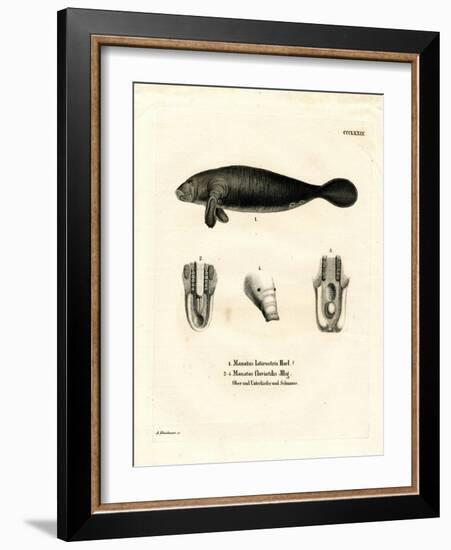 Florida Manatee-null-Framed Giclee Print