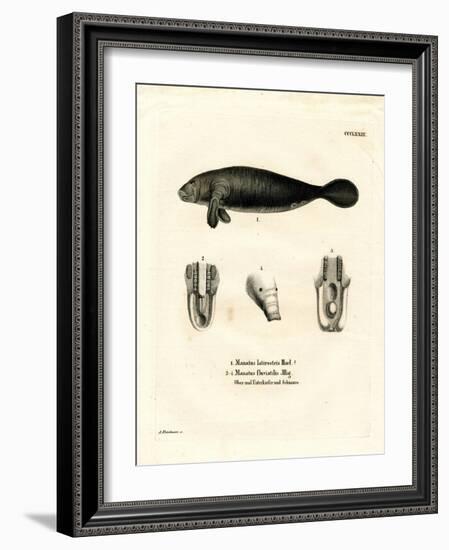 Florida Manatee-null-Framed Giclee Print