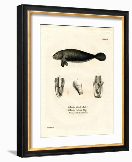 Florida Manatee-null-Framed Giclee Print