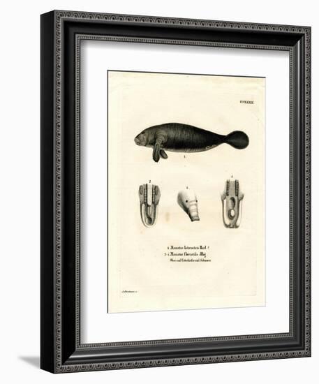 Florida Manatee-null-Framed Giclee Print