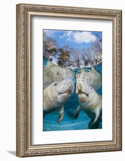 florida manatees close to the surface in shallow water, usa-david fleetham-Framed Photographic Print